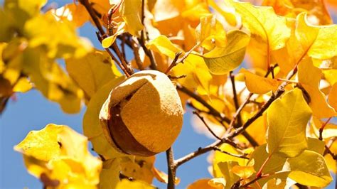 How Poisonous Are Buckeye Nuts To Humans? (Edible, Can You Eat)