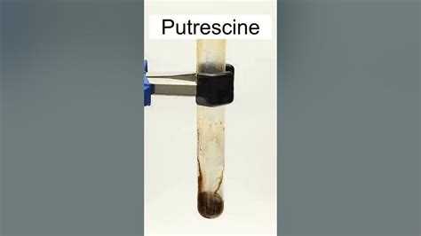 Making Putrescine - YouTube