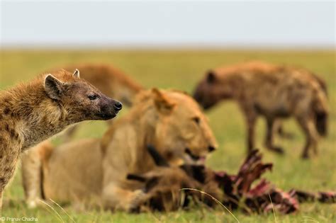 Arch-enemies? New research on lions vs hyenas - Africa Geographic