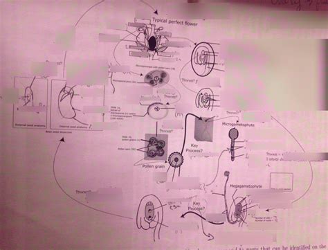 Mastering Bio Angiosperm Life Cycle Diagram Quizlet - vrogue.co