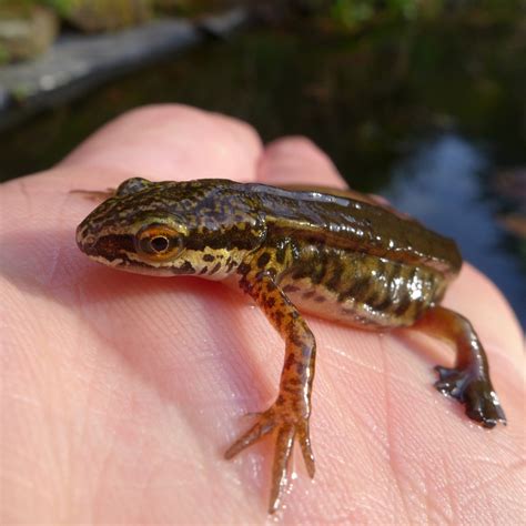 Palmate Newt (Amphibians and Reptiles of Czech Republic) · iNaturalist