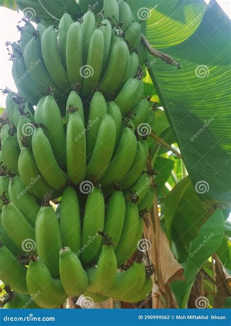 Banana tree fruit stock photo. Image of produce, flower - 290999562