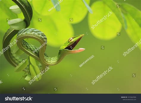 4,184 Green vine snake Images, Stock Photos & Vectors | Shutterstock