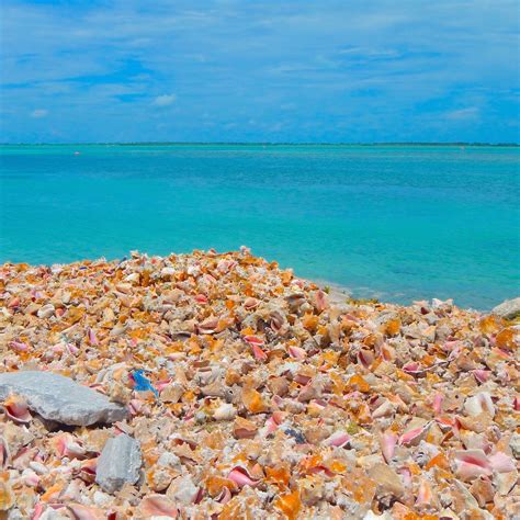 The beautiful conchs of Bimini in the Bahamas | Island Runaways | an island travel blog