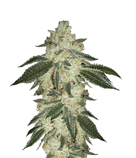 Green Crack Strain - Growing Tips and Medical Effects | Marijuana Guides