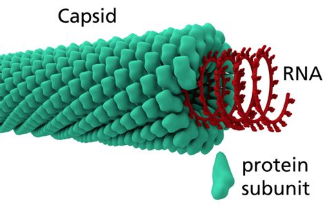 Difference Between Capsid and Capsomere | Compare the Difference Between Similar Terms