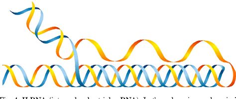 DNA triple helices: biological consequences and therapeutic potential ...