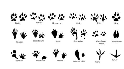 Tracks | Animal tracks, Canadian animals, Animal footprints