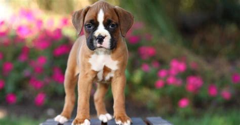 Baby Dog: 5 Puppy Pictures and 5 Facts - A-Z Animals