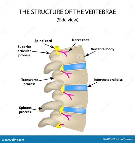 Disc Diagram Spine