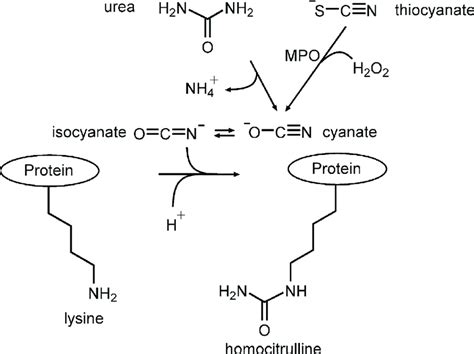 Enzymatic and inorganic protein carbamylation pathways. The inorganic ...