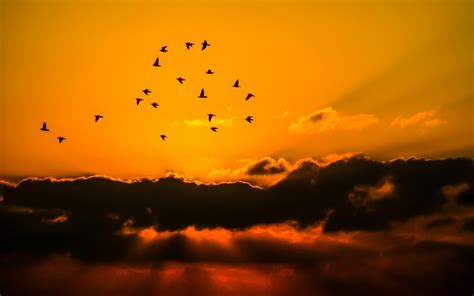 Flock of Birds Flying Above the Mountain during Sunset · Free Stock Photo