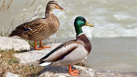 duck two ducks birds hd widescreen wallpaper / birds backgrounds