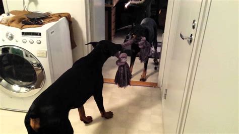 Dobermann vs Beauceron - YouTube