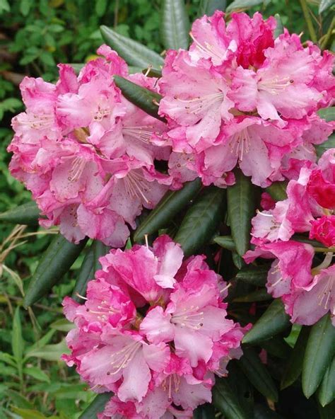 Southgate® Brandi™ Rhododendron | Spring plants, Southern living plants ...