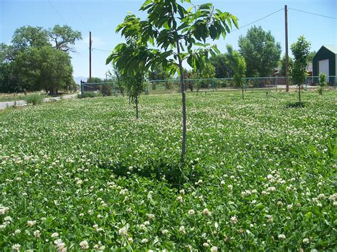 New Zealand White Clover an Orchard Cover Crop