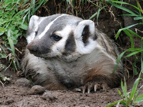 American Badger | NatureRules1 Wiki | Fandom