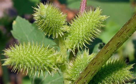 Herbal cocklebur, medicinal properties and contraindications