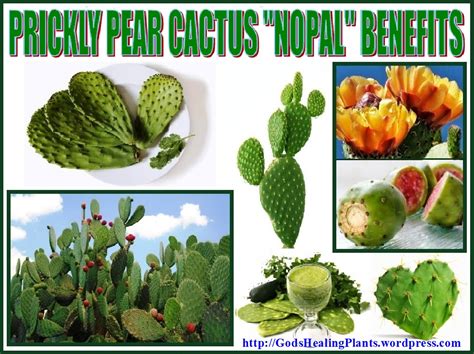 PRICKLY PEAR CACTUS “NOPAL” BENEFITS | God's Healing Plants