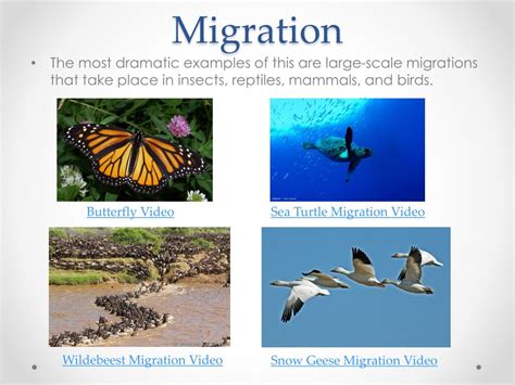 PPT - Habitat Selection, Territoriality, and Migration PowerPoint Presentation - ID:3064600