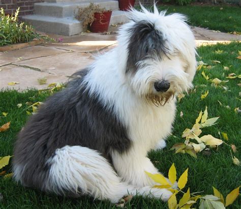 Such Good Dogs: Breed of the Month--Old English Sheepdog | Old english ...