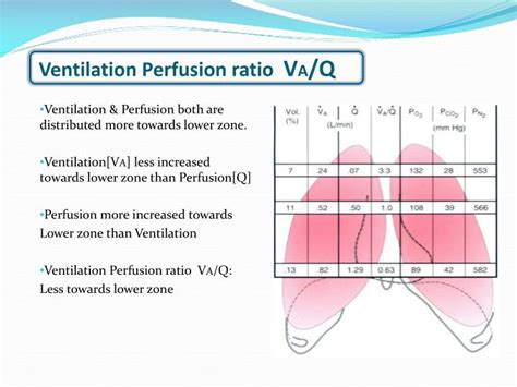 Ventilation Perfusion Diagram