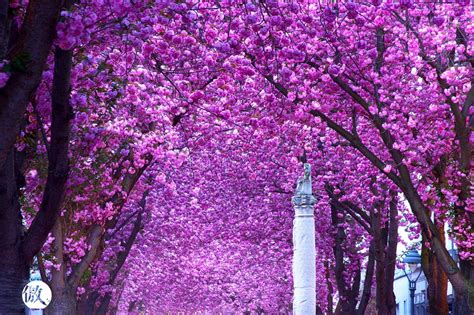 Pin by Veronica tsang on Flowers | Spring destinations, Beautiful places in the world, Most ...