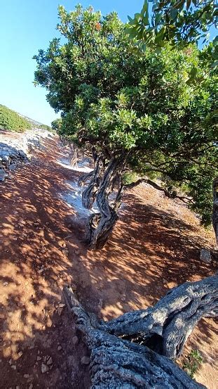 A Wide Closeup Shot Of A Mastika Tree 02 Stock Photo - Download Image Now - Aspen Tree, Beauty ...