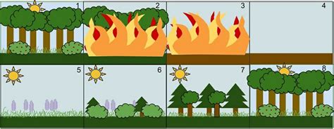 Ecological Succession - Definition, Examples and Types