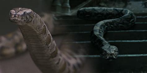 Nagini Harry Potter Type Of Snake - Snake Poin