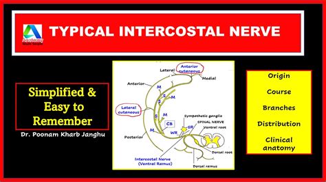 Typical intercostal nerve | Typical thoracic nerve anatomy - course ...