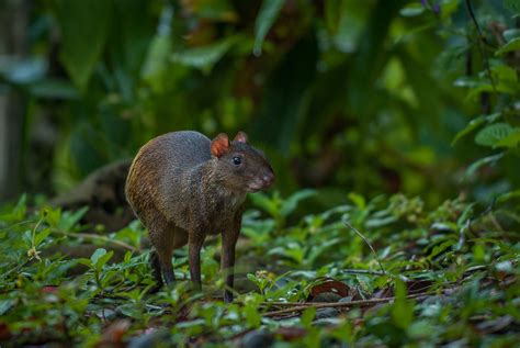 Central American Agouti | Sean Crane Photography