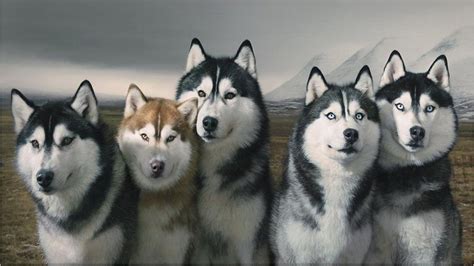 Siberian Husky History, Personality, Appearance, Health and Pictures