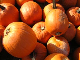 Pumpkins | Pumpkins at Boyd's Orchard - www.boydorchards.com… | Rich ...