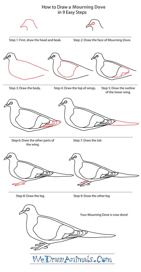 How to Draw a Mourning Dove