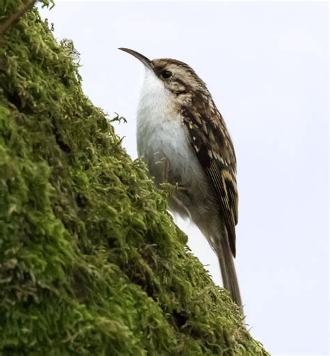 treecreeper wildlife photography