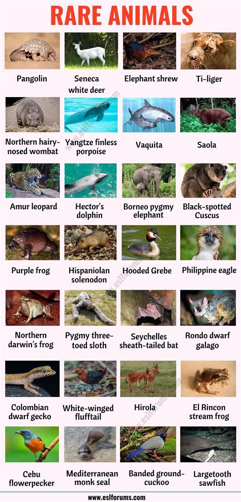 Unique Animals In India Names