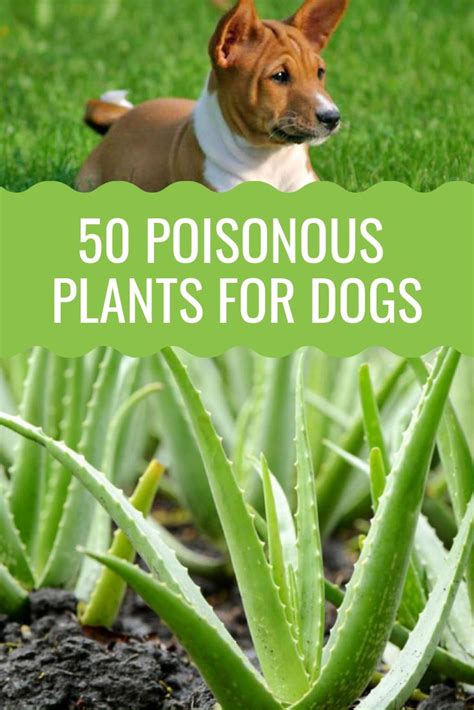 50 Poisonous Plants For Dogs - Barking Royalty | Plants poisonous to ...