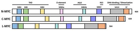 Protein structure of the human MYC protein family. Schematic ...