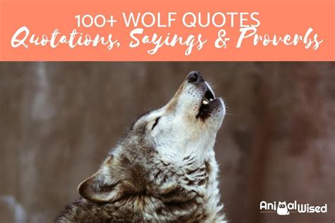 100+ Wolf Quotes, Sayings and Proverbs - Quotation About Wolves