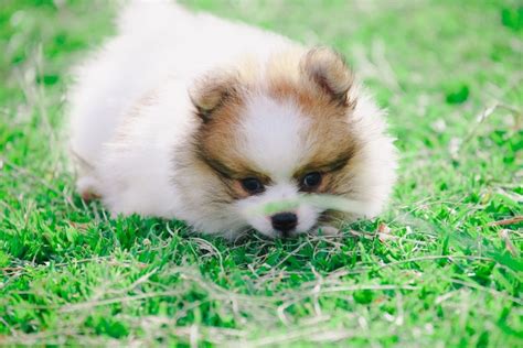 15 Most Common Pomeranian Health Issues – All About Poms