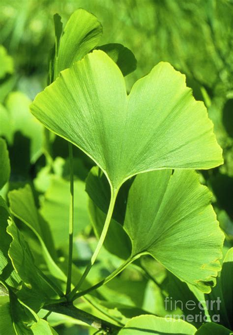 Leaves Of Ginkgo Biloba Photograph by Science Pictures Limited/science Photo Library - Fine Art ...