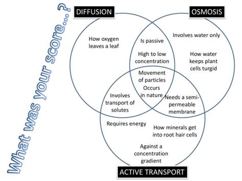 Active Passive Transport Venn Diagram Understanding The Venn