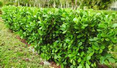 Clusia Hedge Spacing | Clusia, Pitch Apple (hedge row) | Gardening ...