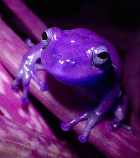 Purple Frog - a photo on Flickriver