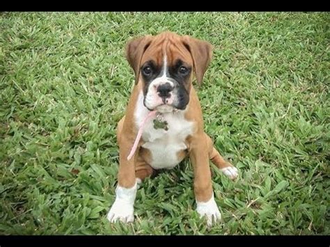 Boxer Puppies Behavior And Characteristics In Different Months Until ...