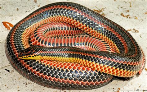 Farancia erytrogramma (serpent arc-en-ciel)