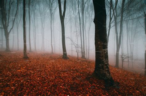 Mysterious surreal autumn forest | Forest background, Autumn forest ...