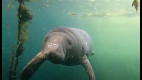 Snorkeling with Manatees: Bucket List - YouTube