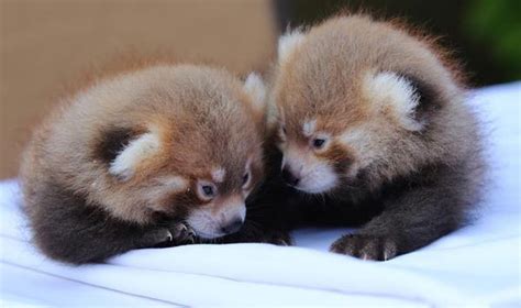 It's twin boys! Baby red pandas born at Rosamond Gifford Zoo - syracuse.com